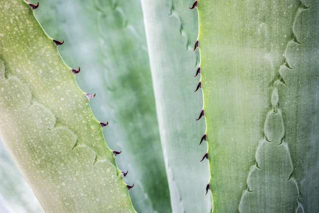 Aloe Vera Benefits for Skin